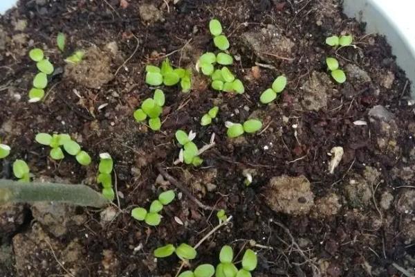 盆栽生菜种子种植方法，栽种后喷洒多菌灵溶液帮助其发芽