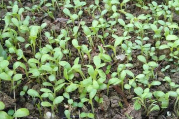 盆栽生菜种子种植方法，栽种后喷洒多菌灵溶液帮助其发芽