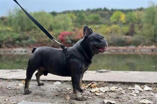 怎么训练斗牛犬，着重注意牵引训练