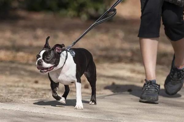 怎么训练斗牛犬，着重注意牵引训练