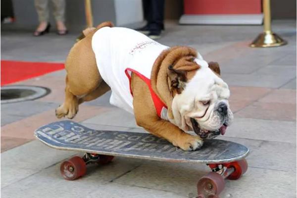 怎么训练斗牛犬，着重注意牵引训练