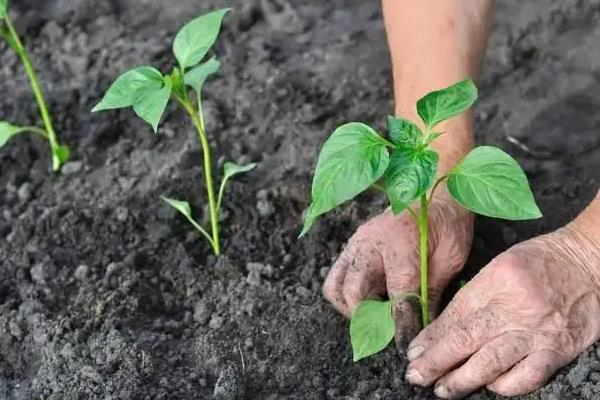 端午节农民忙哪些农事，有榨油、插秧、种菜等