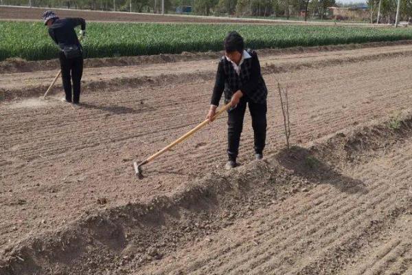 韭菜的种植方法，通常在春季3月下旬至5月上旬进行播种