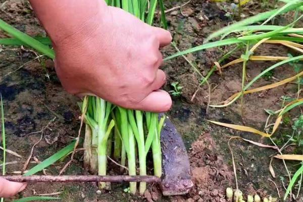 韭菜的种植方法，通常在春季3月下旬至5月上旬进行播种