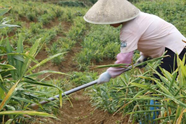 南方生姜种植管理技术，4月份进行种植为佳