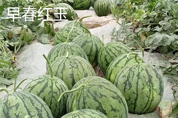 西瓜一年种几次，一年能种3-4次