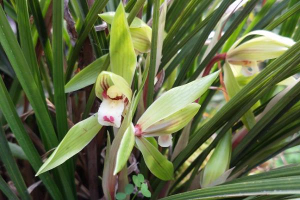 珍稀野生兰花怎样识别，可通过叶片、花色等识别