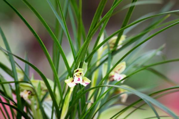 珍稀野生兰花怎样识别，可通过叶片、花色等识别