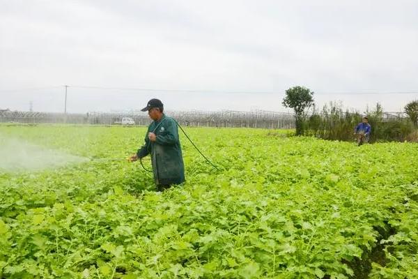 绿色蔬菜如何选择除草剂，需要从吸收方法、处理方法等方面考虑