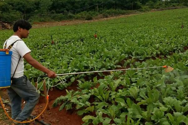 绿色蔬菜如何选择除草剂，需要从吸收方法、处理方法等方面考虑