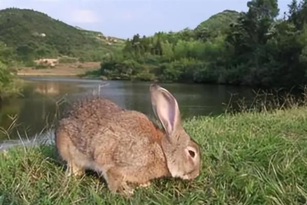 野兔的生长习性，没有稳定的巢穴