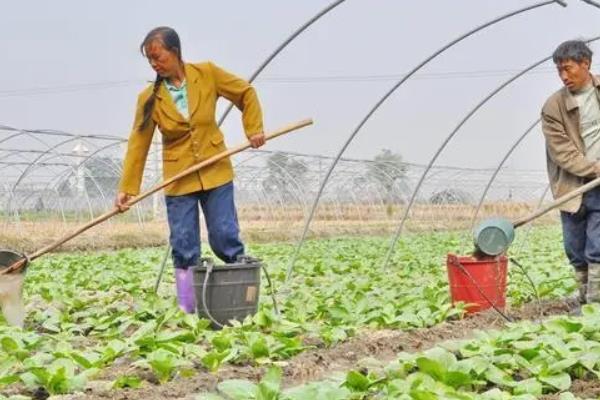 东北秋白菜的种植方法，适合在8月上旬进行播种