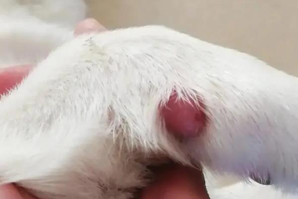 犬猫骨瘤的临床症状，头颅骨或下颌骨的内侧或外侧呈局限性骨肥大