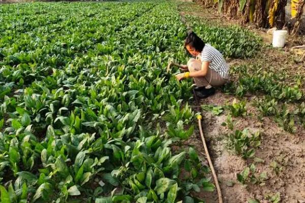 菠菜的播种时间，一年四季均可播种