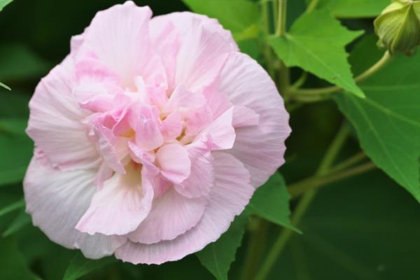 芙蓉花冬天的养护方法，室温需控制在10℃左右