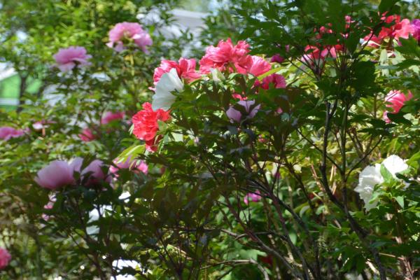 芙蓉花冬天的养护方法，室温需控制在10℃左右