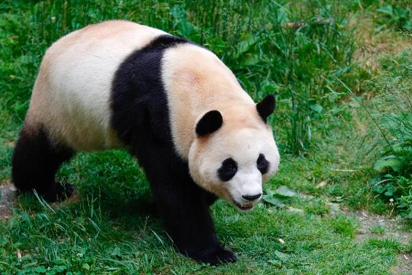 大熊猫属于几级保护动物，是国家一级保护动物