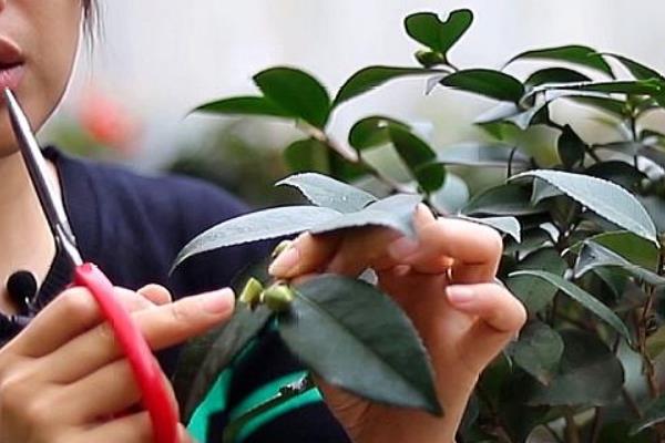 茶花的修剪时间，通常在花后需要进行修剪