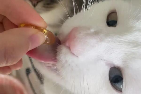 猫癣的症状，感染后会有掉毛、瘙痒、皮屑等症状