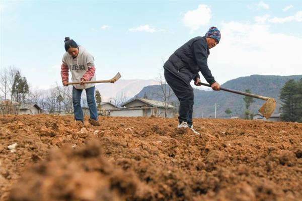 种植黄金百香果的方法，搭建支架让植株攀爬生长可提高产量