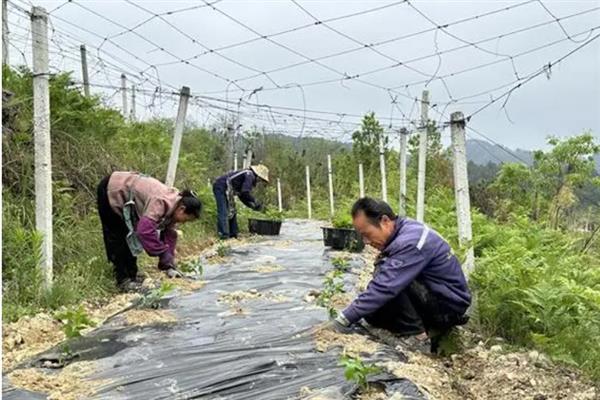 种植黄金百香果的方法，搭建支架让植株攀爬生长可提高产量