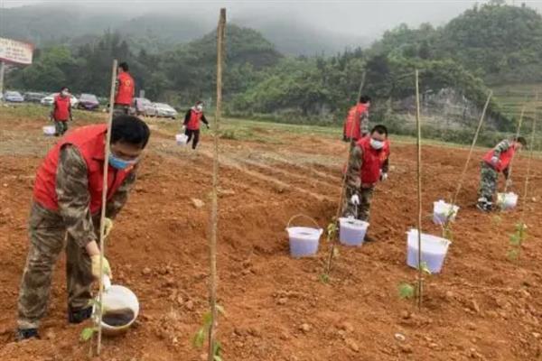 种植黄金百香果的方法，搭建支架让植株攀爬生长可提高产量