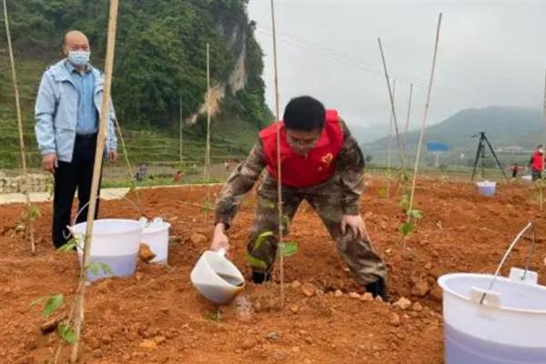 种植黄金百香果的方法，搭建支架让植株攀爬生长可提高产量