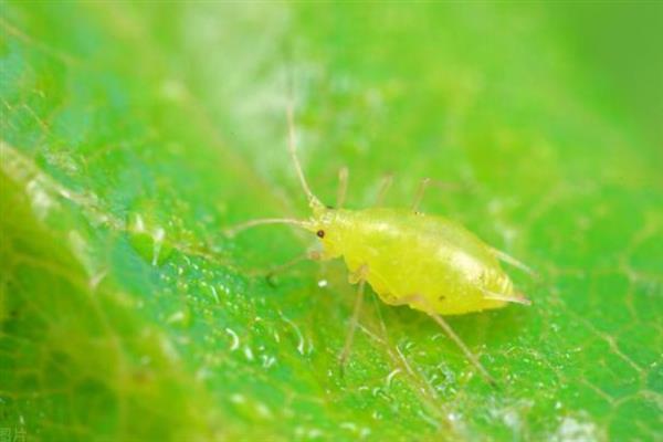 种植黄金百香果的方法，搭建支架让植株攀爬生长可提高产量