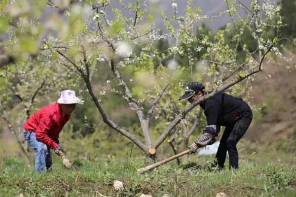 果树打了农药经过两三天能不能吃，喷施低毒农药经过2-3天便可食用