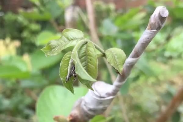 石榴的嫁接方法，常见的有接穗嫁接、芽接嫁接、根茎嫁接等