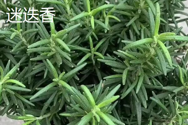 马鞭草和迷迭香的区别是什么，科属、株高和叶片均不同