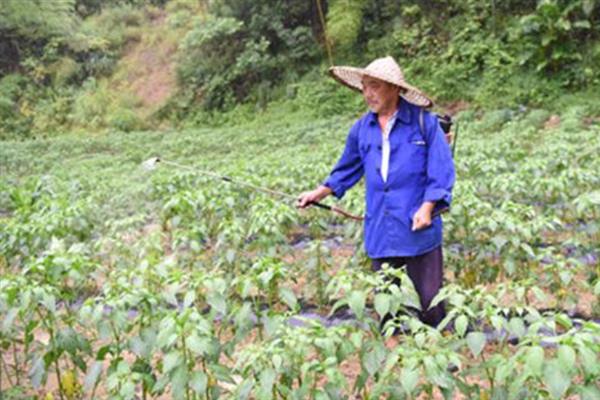 辣椒灰霉病如何防治，需及时清除菌源