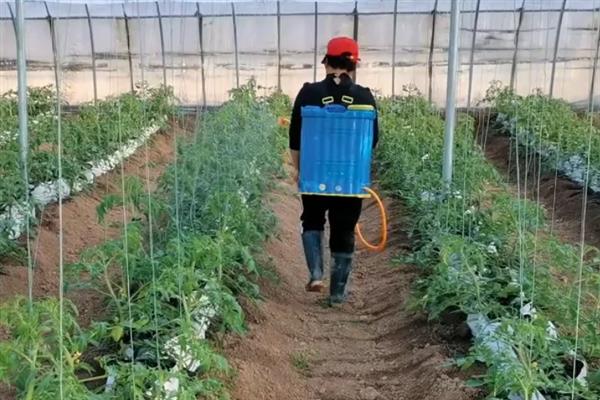 西红柿开花前能不能浇水，浇水后可以避免植株缺水而死