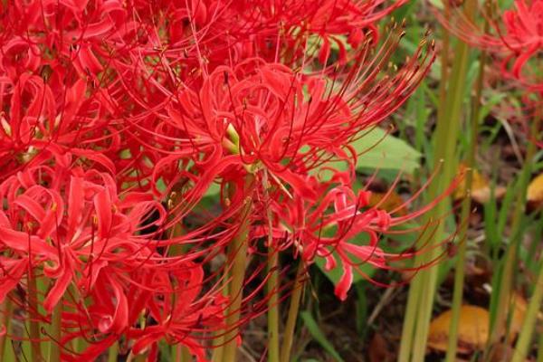 彼岸花的特点，其花色鲜红