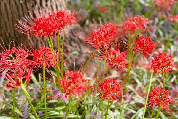 彼岸花的特点，其花色鲜红