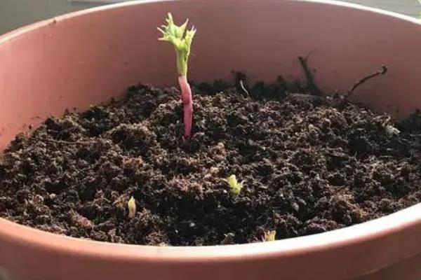 芍药花的换盆时间，在春秋季节换盆可让它快速适应环境