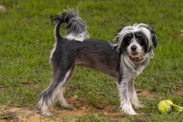 怎么养中国冠毛犬，荤食每天都不可缺少