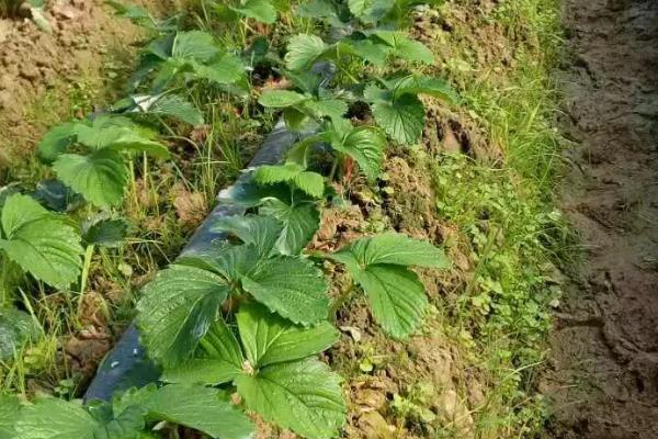 盆栽草莓的种植技术，生长适温15-25℃