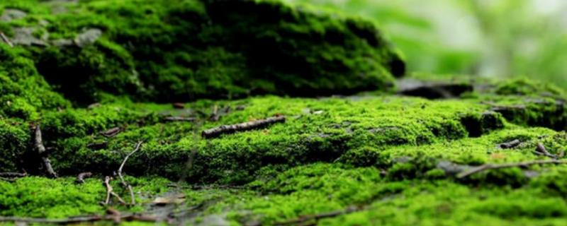 苔藓植物长不高的原因，是由于植株自身没有真正的根系