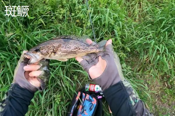 适合养殖的鳜鱼苗品种，斑鳜、翘嘴鳜、柳州鳜等品种均可选择