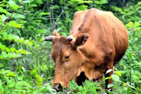 1头牛的重量，因品种、性别、年龄而异