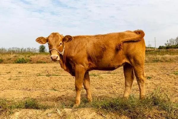 1头牛的重量，因品种、性别、年龄而异