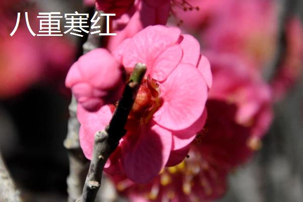 有哪些耐寒的梅花品种，常见的有八重寒红、复瓣跳枝等