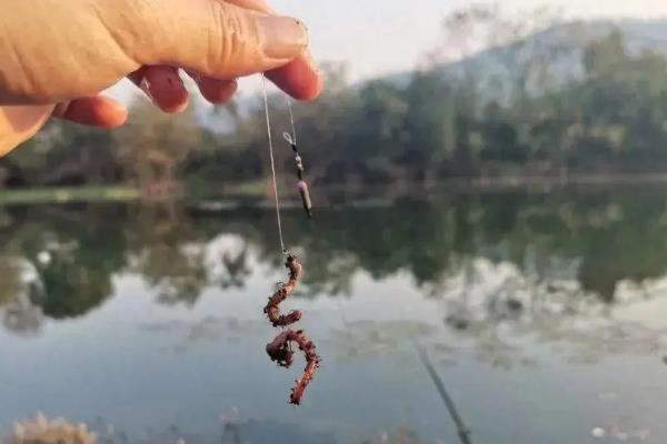 用泥鳅钓鲶鱼的效果，采取钩背法效果最佳