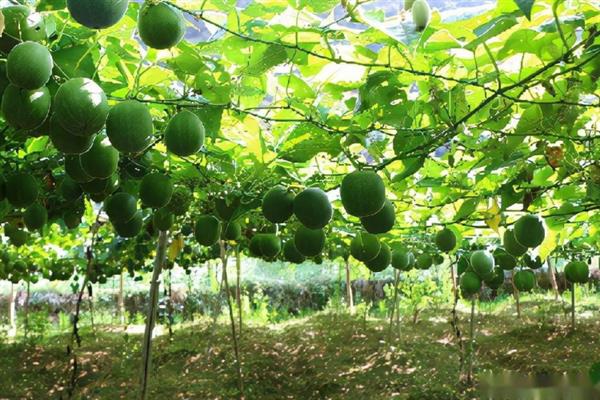 罗汉果的种植条件，生长温度在20-30℃为佳