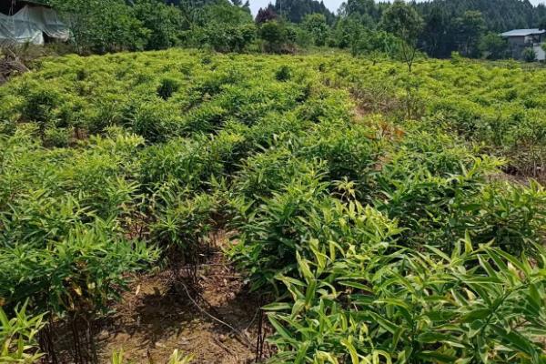 种植黄精能不能赚钱，前景可观能够获得收益