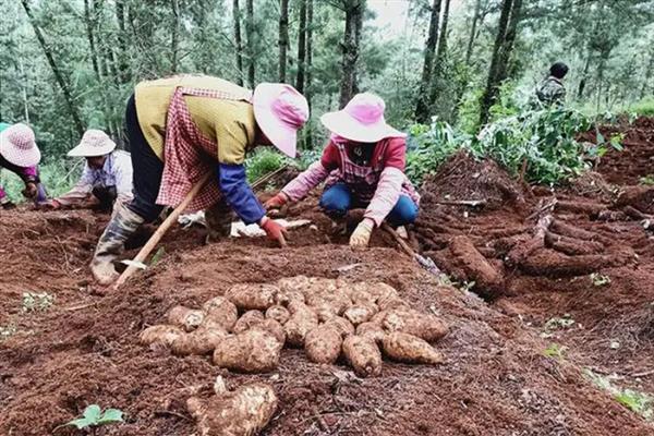 天麻怎么栽培，将种麻栽入土中后再培育菌种