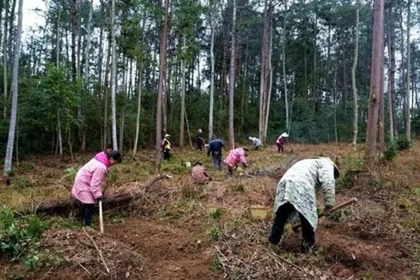 天麻怎么栽培，将种麻栽入土中后再培育菌种