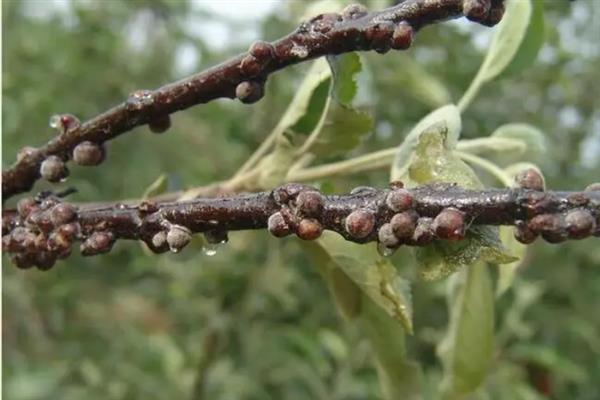 天麻怎么栽培，将种麻栽入土中后再培育菌种