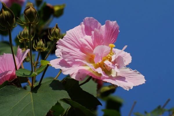 芙蓉花有何特点，清晨和傍晚的颜色不同